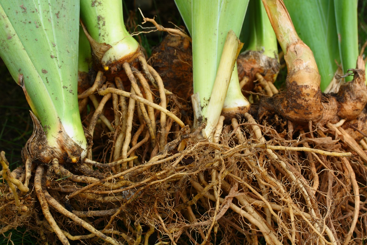 What is Rhizome? Blog What is Rhizome? Blog