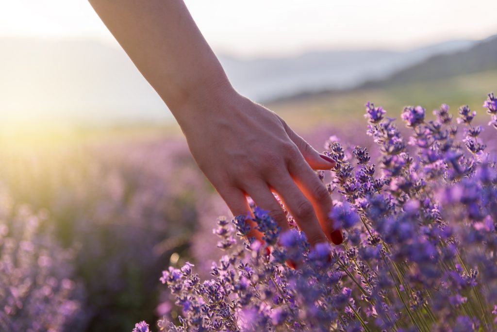 Touching the lavender at beautiful sunset