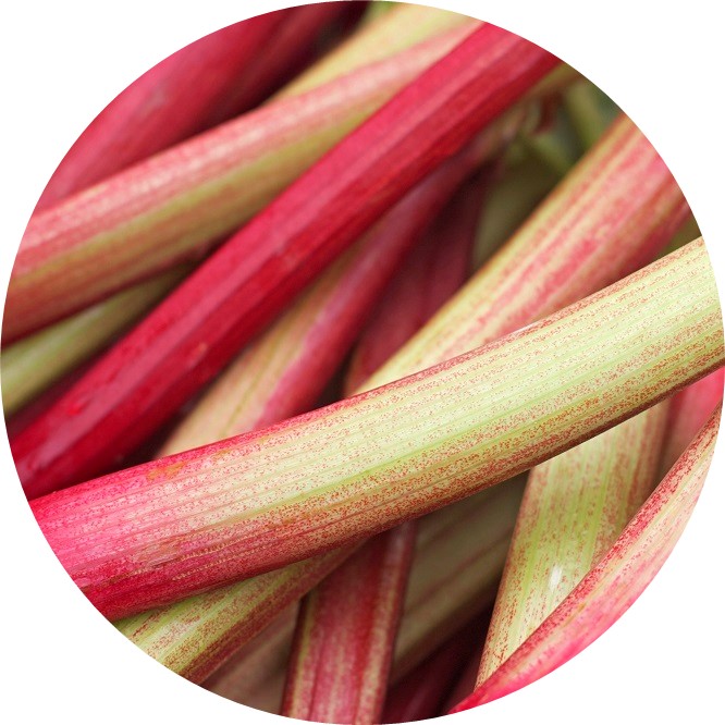 Rhubarb_666x666