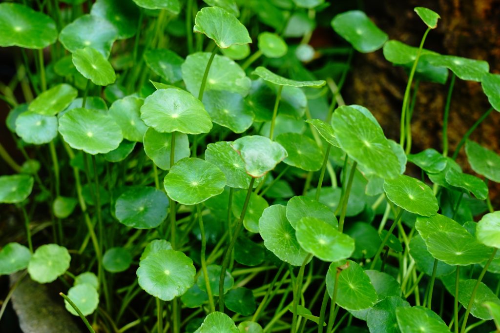 Green leaf Centella asiatica leaf goyu kola in garden representing key ingredient in a k-beauty skincare routine