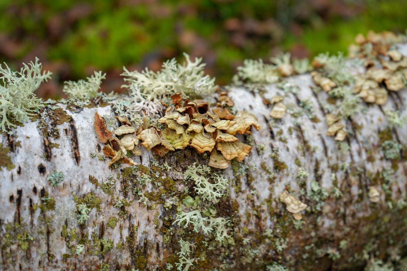 Oakmoss on top of horizontal tree trunk