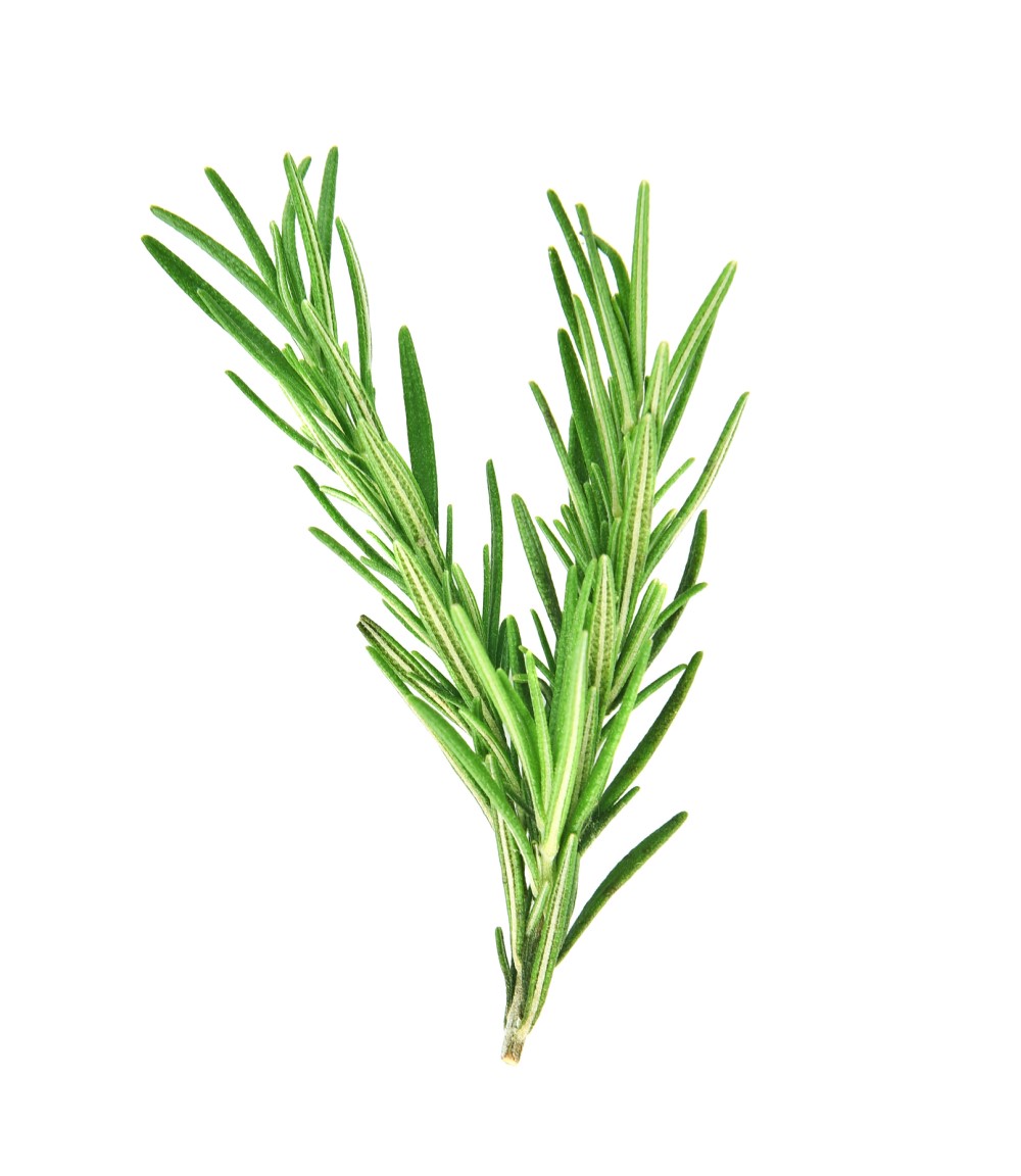 Stem of rosemary on white background