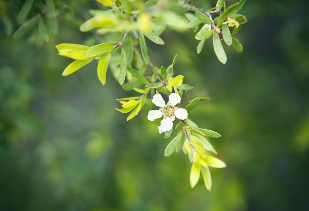 Detail of flowering tea tree plant