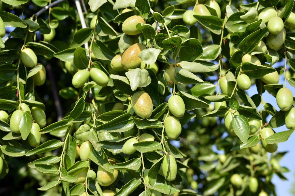 Jojoba green plant