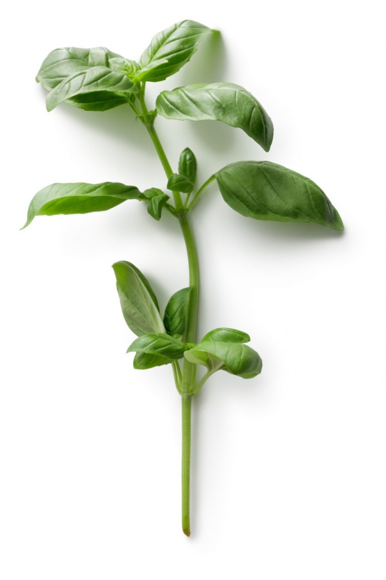 Steam of basil leaves on white background