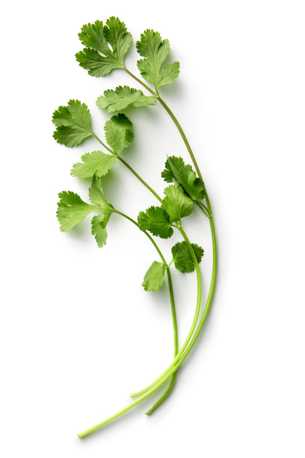 Stem of coriander leaves with white background