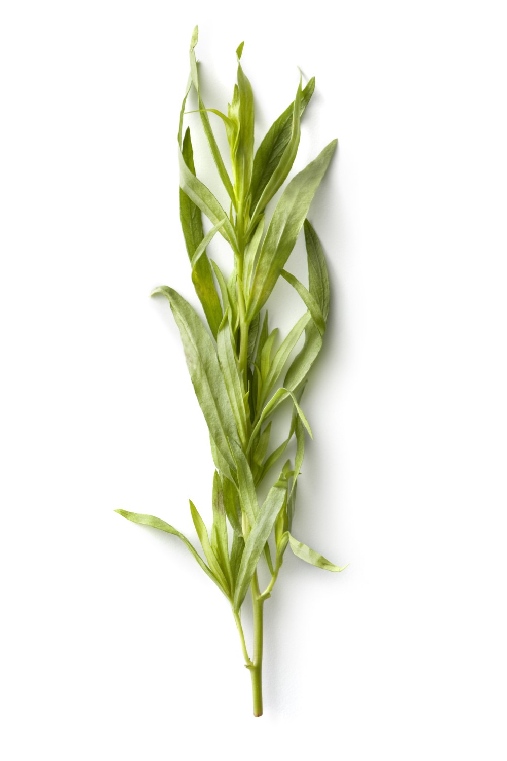 Stem of tarragon leaves on white background