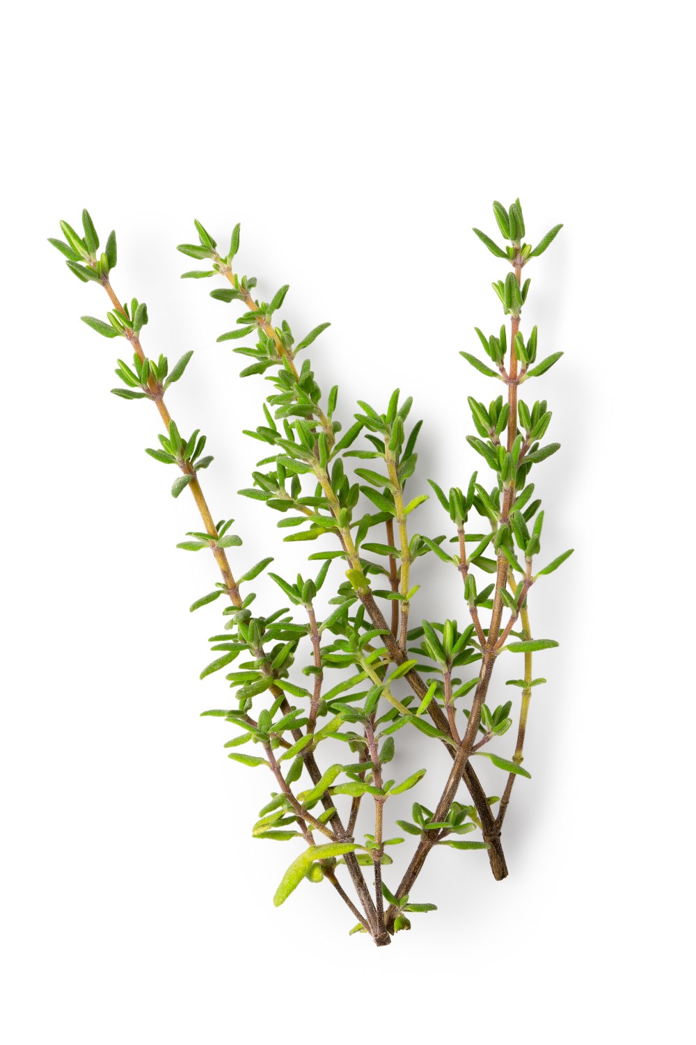 Stem of thyme on white background