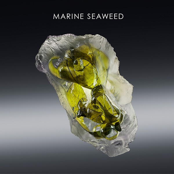 MarineSeaweed.jpg