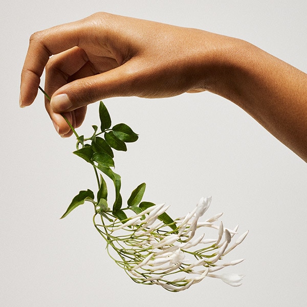 Hand holding jasmine branch
