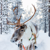  The Perfume Shop Reindeer eGift Card  1 of 3 