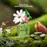 150ML Marc Jacobs Daisy Wild Eau de Parfum Refill  2 of 6 