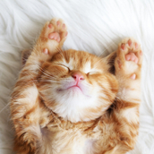  The Perfume Shop Kitten eGift Card  1 of 3 