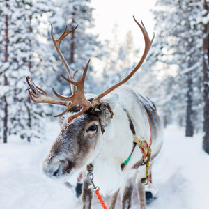  The Perfume Shop Reindeer eGift Card  1 of 1 