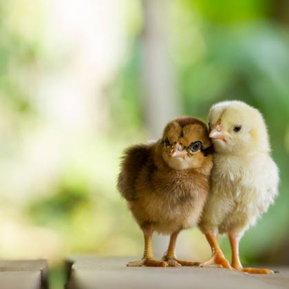  The Perfume Shop Chicks eGift Card  1 of 3 