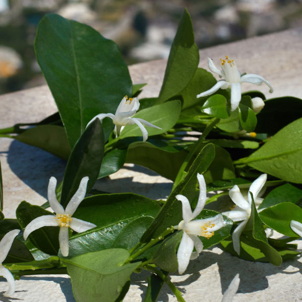 Lifestyle shot of orange blossom leaves