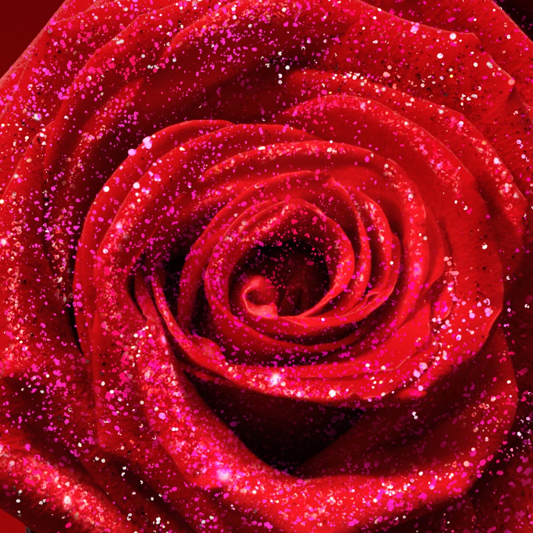 rose
