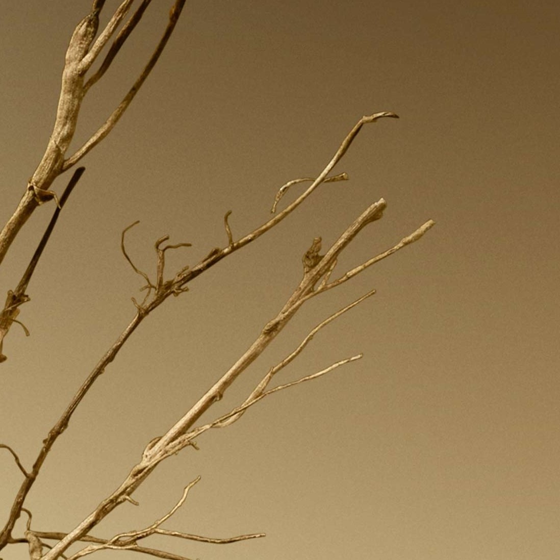 Vetiver lifestyle imagery