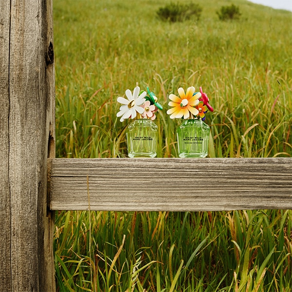 Daisy Wild Duo- The Collection