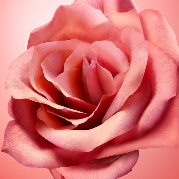 Rose geranium and tuberose