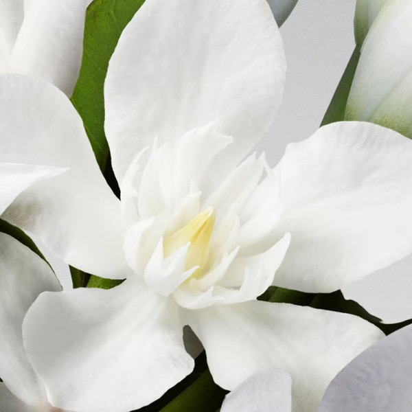 Tuberose