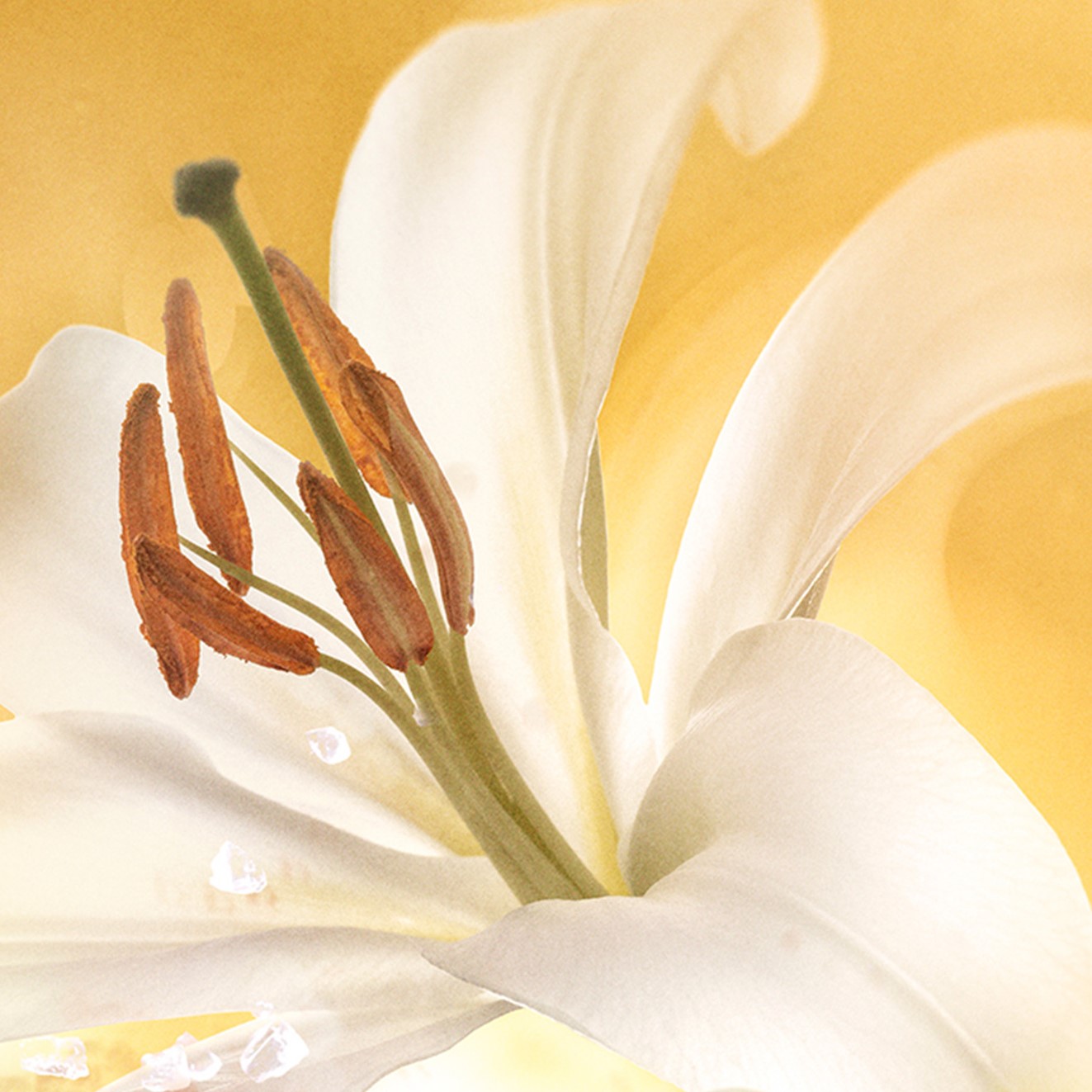 Lily lifestyle visual