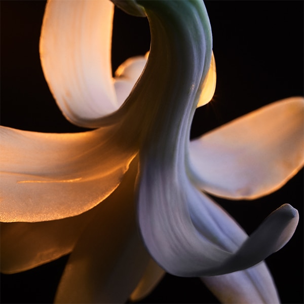 milky tuberose