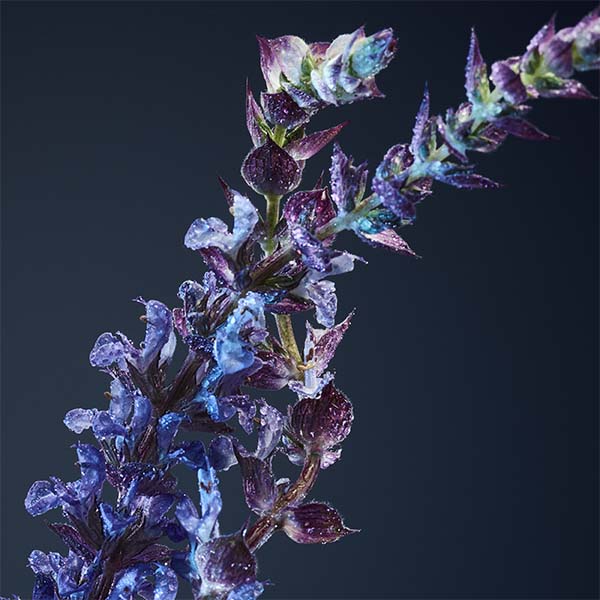 lavender image