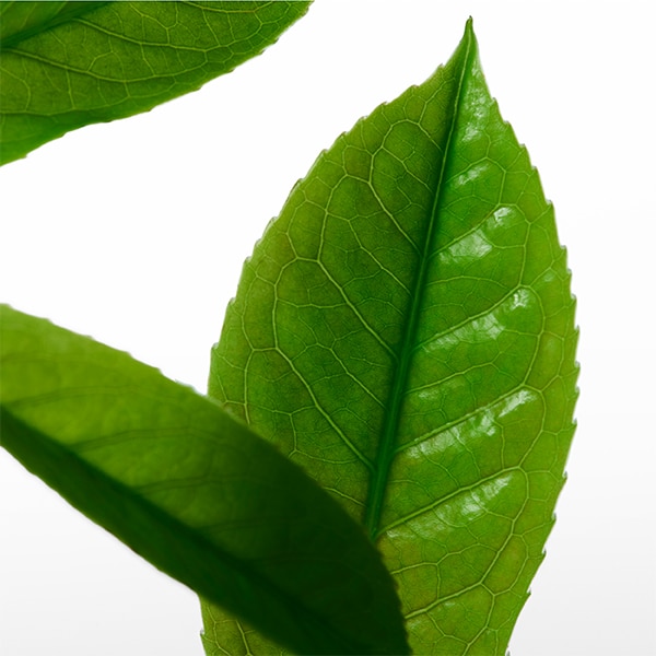 CK One heart note - green tea