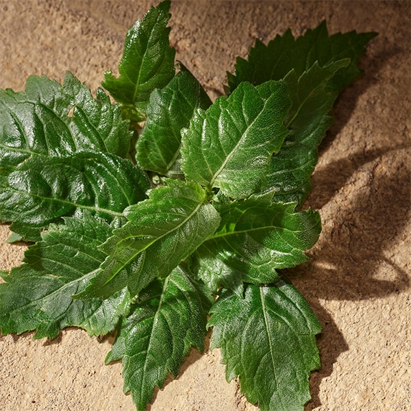 Lifestyle shot of patchouli