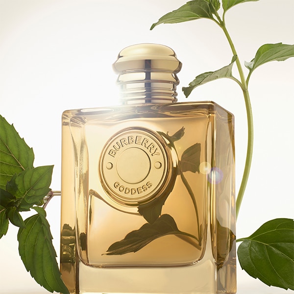Burberry goddess intense base notes