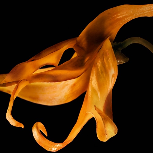 ylang ylang