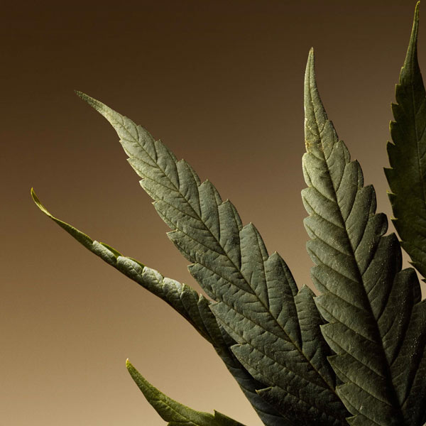 Hemp lifestyle imagery