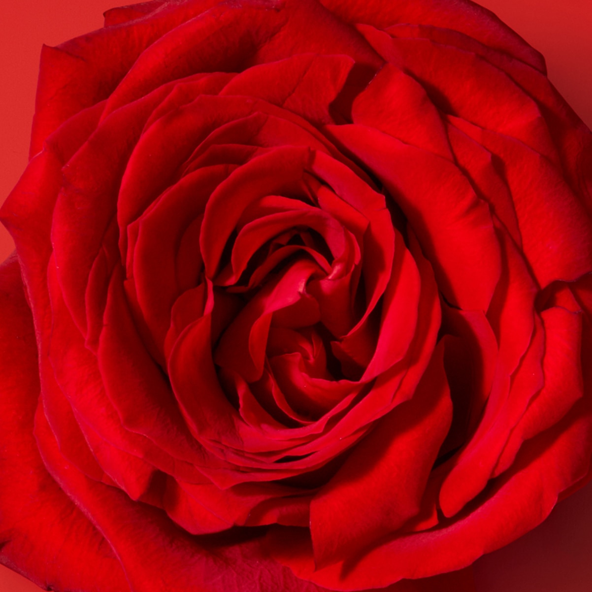 Rose lifestyle
