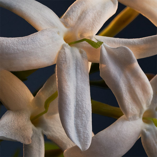 jasmine