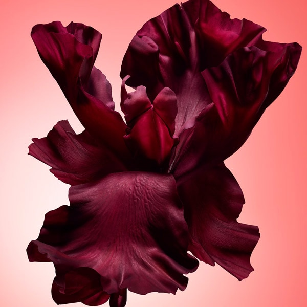 Black iris and jasmine sambac