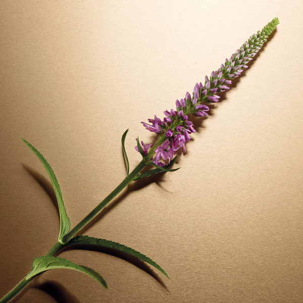 Creamy Vanilla, Seductive Musk and Woody Patchouli Leaves.