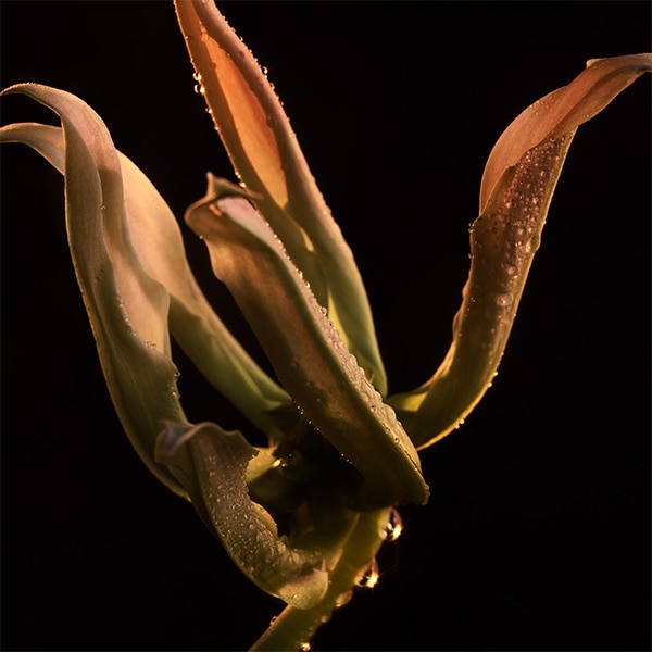 solar ylang-ylang