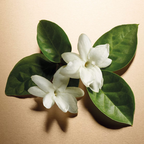 Delicate Jasmine and Robust Rose Blossoms.