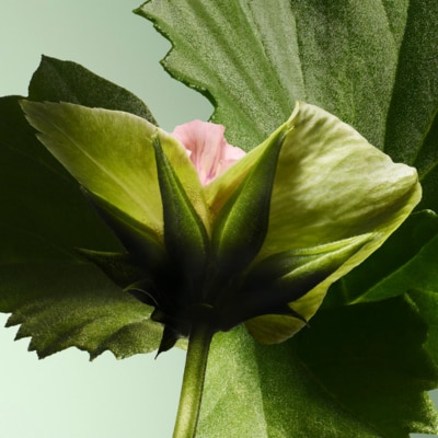 At the heart, an iconic green Bourbon Geranium reinvented with floral rose facets