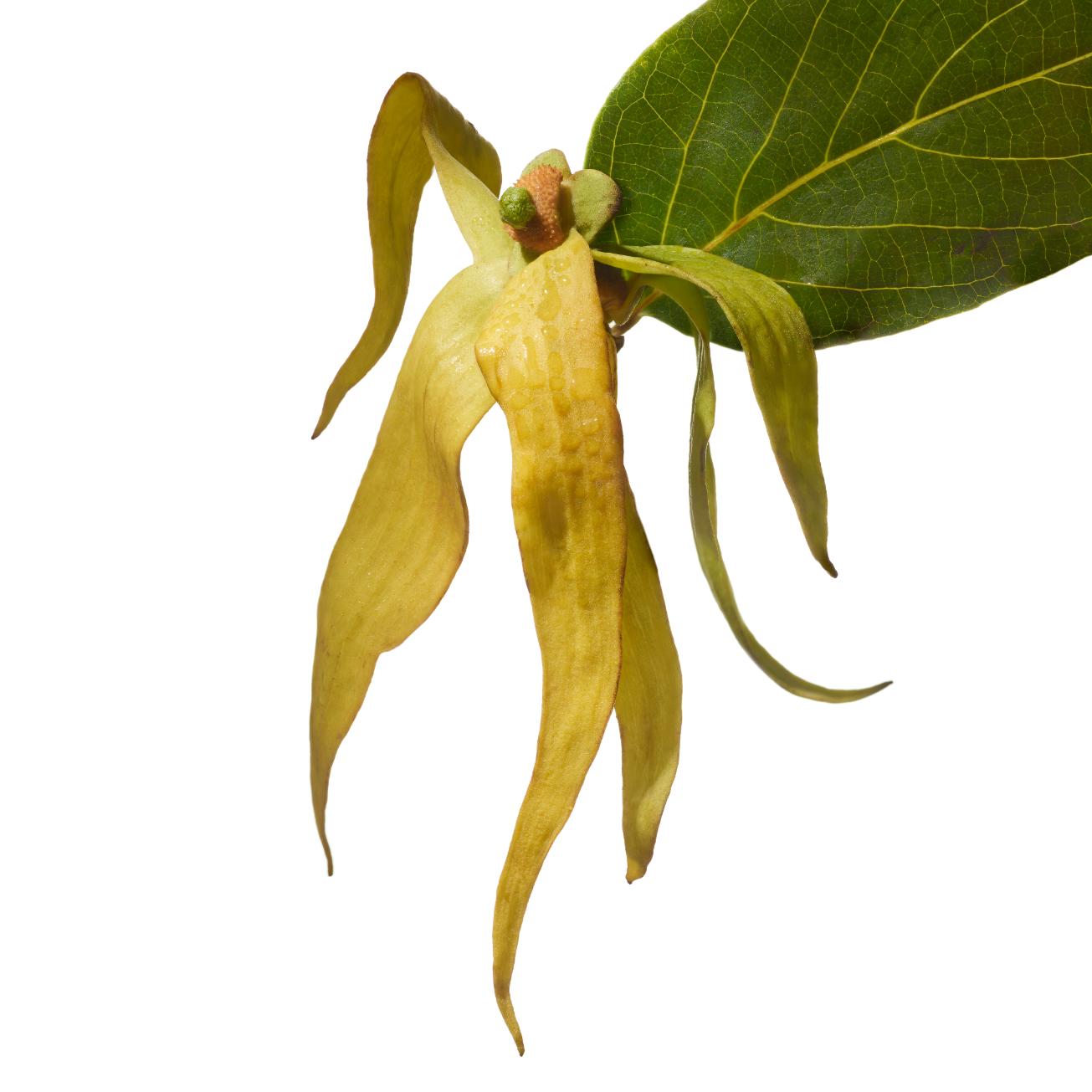 Ylang-Ylang