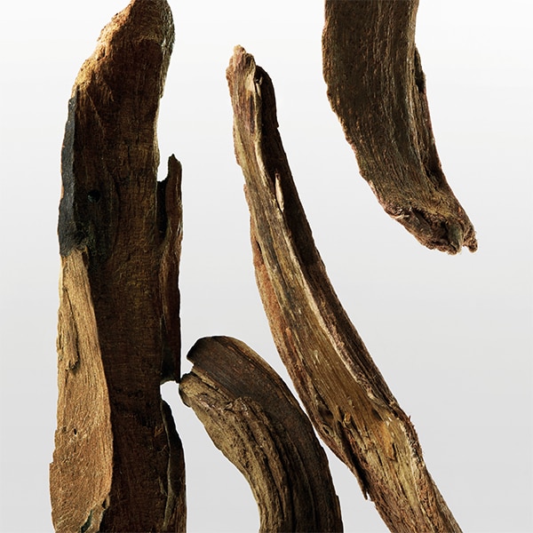 CK Essence base note - musk