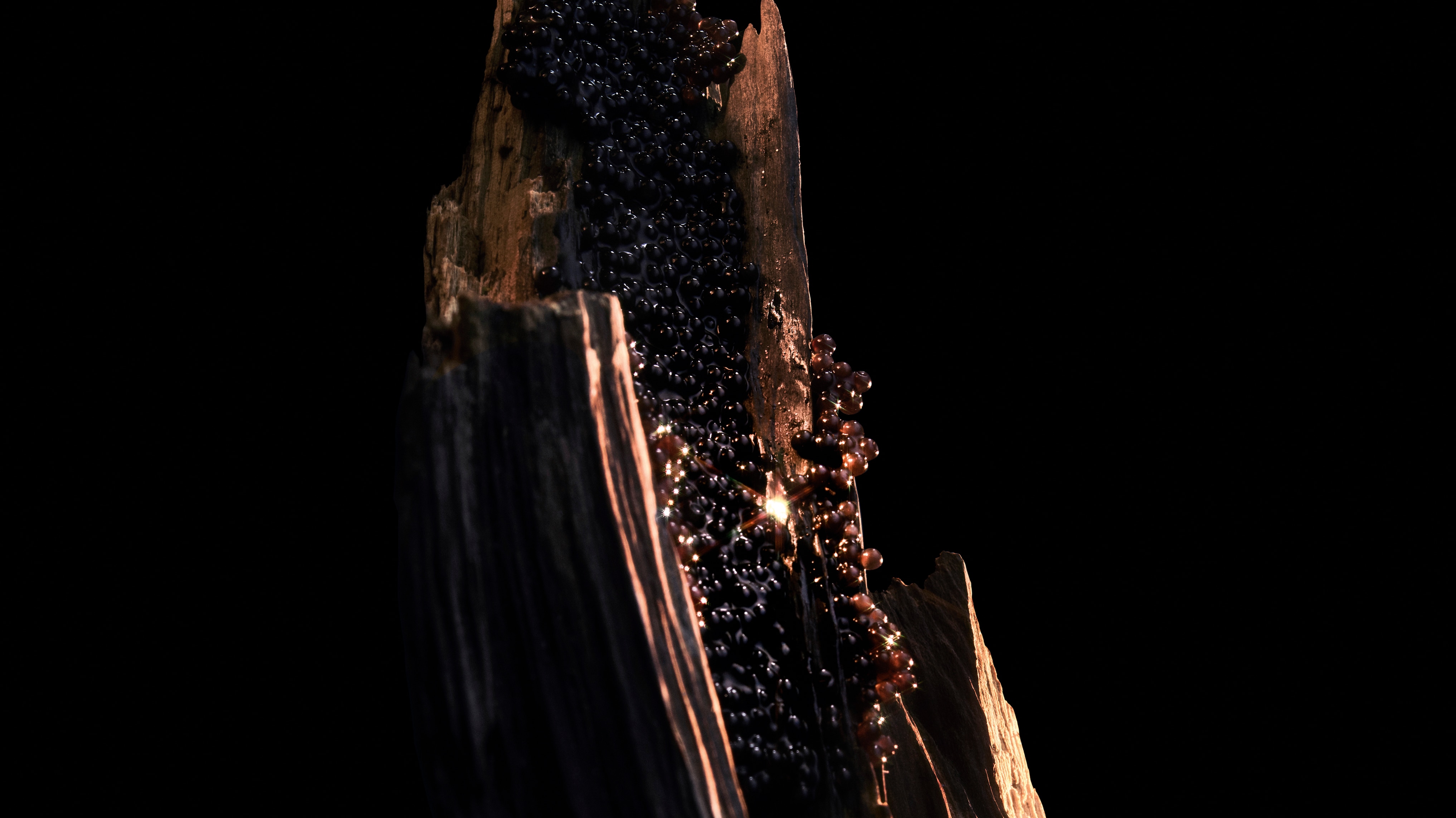 image of vanilla