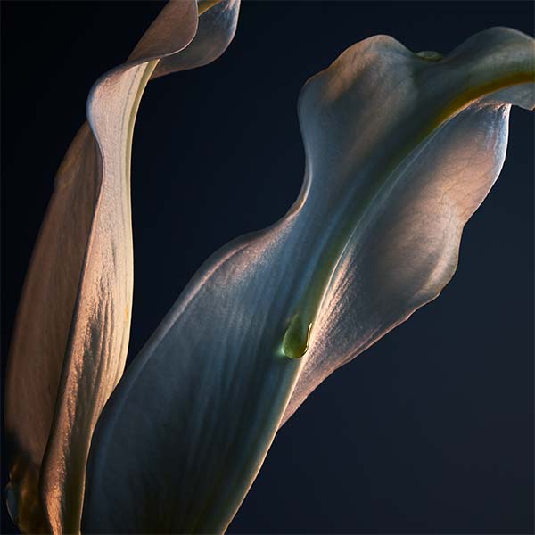 ylang ylang