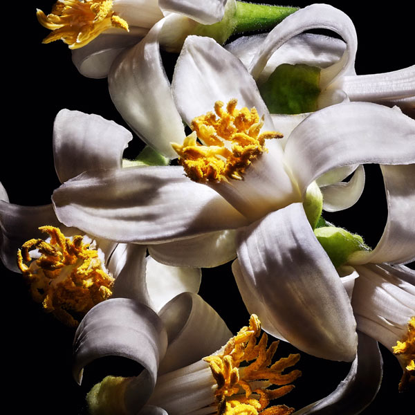 Orange blossom absolute