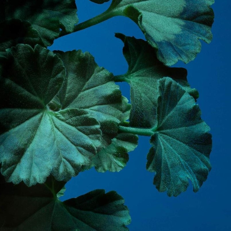 Geranium