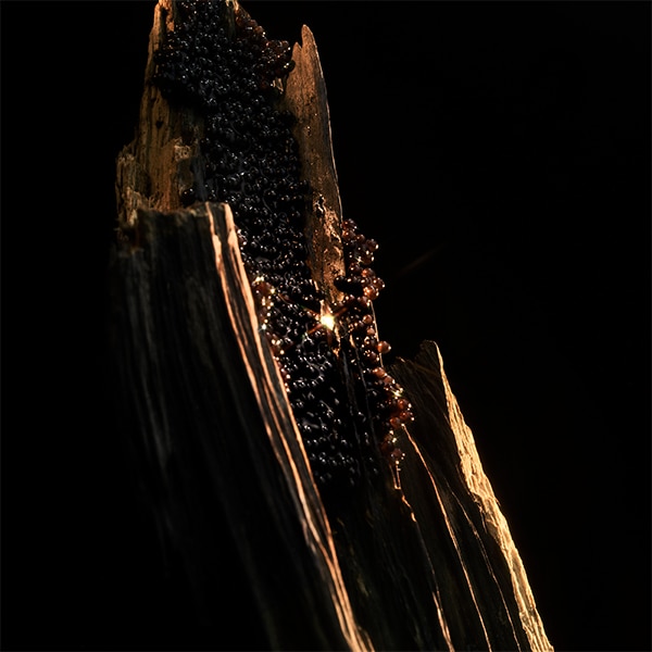 vanilla caviar