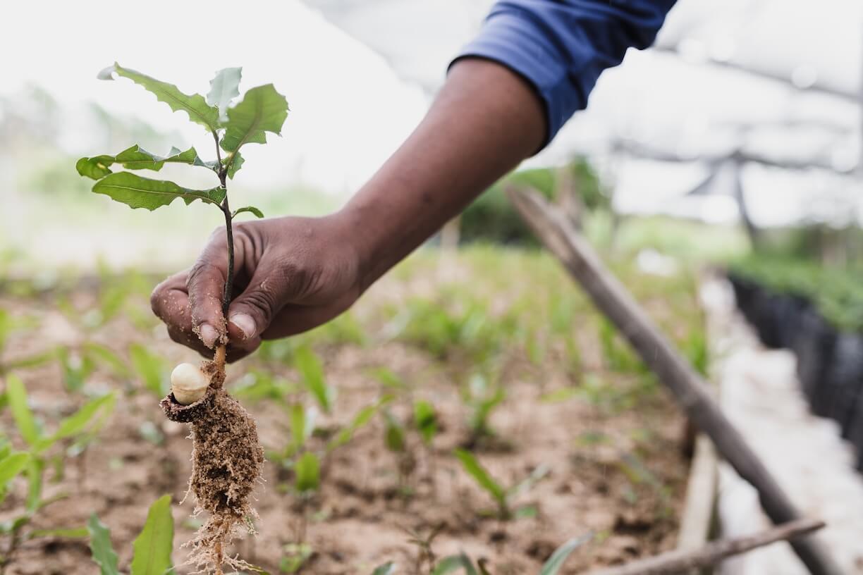 Person planting a tree