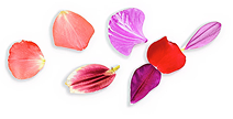 Pink coloured petals