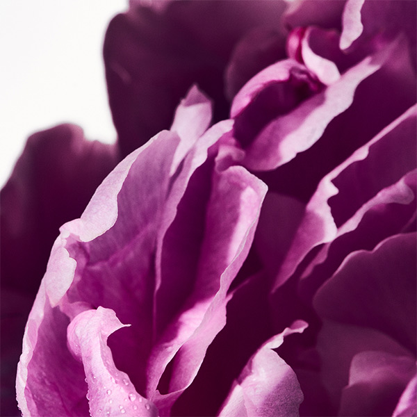 Close-up of a pink peony flower with soft petals, capturing a romantic floral aesthetic inspired by peony fragrance notes